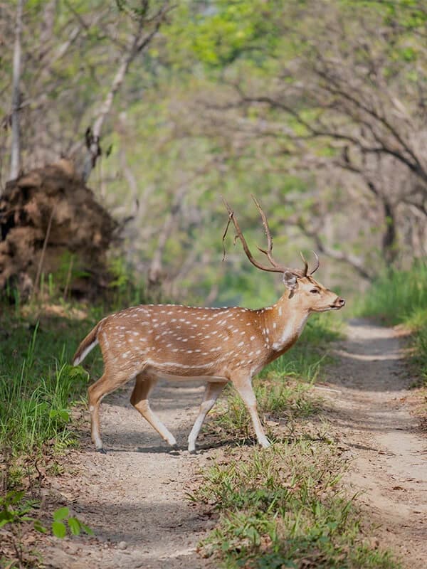 Jungle safari tour in Chitwan National Park with lush greenery and wildlife