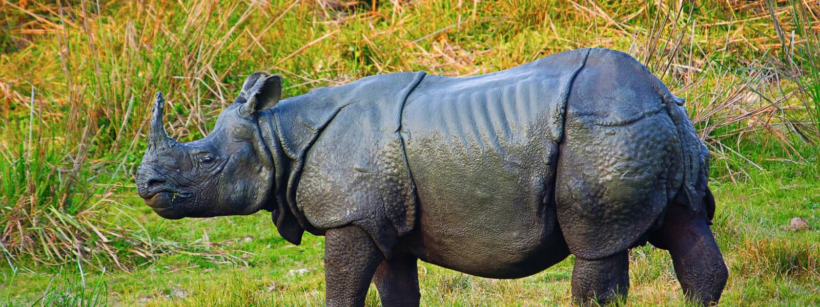 Chitwan National Park Safari Tour