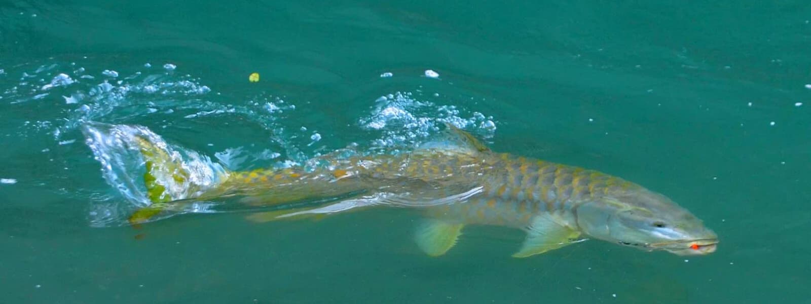 Seti Karnali Fishing