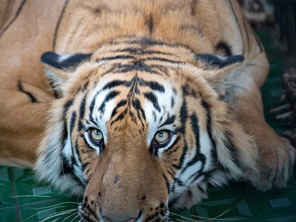 Exciting wildlife safari tour in Nepal